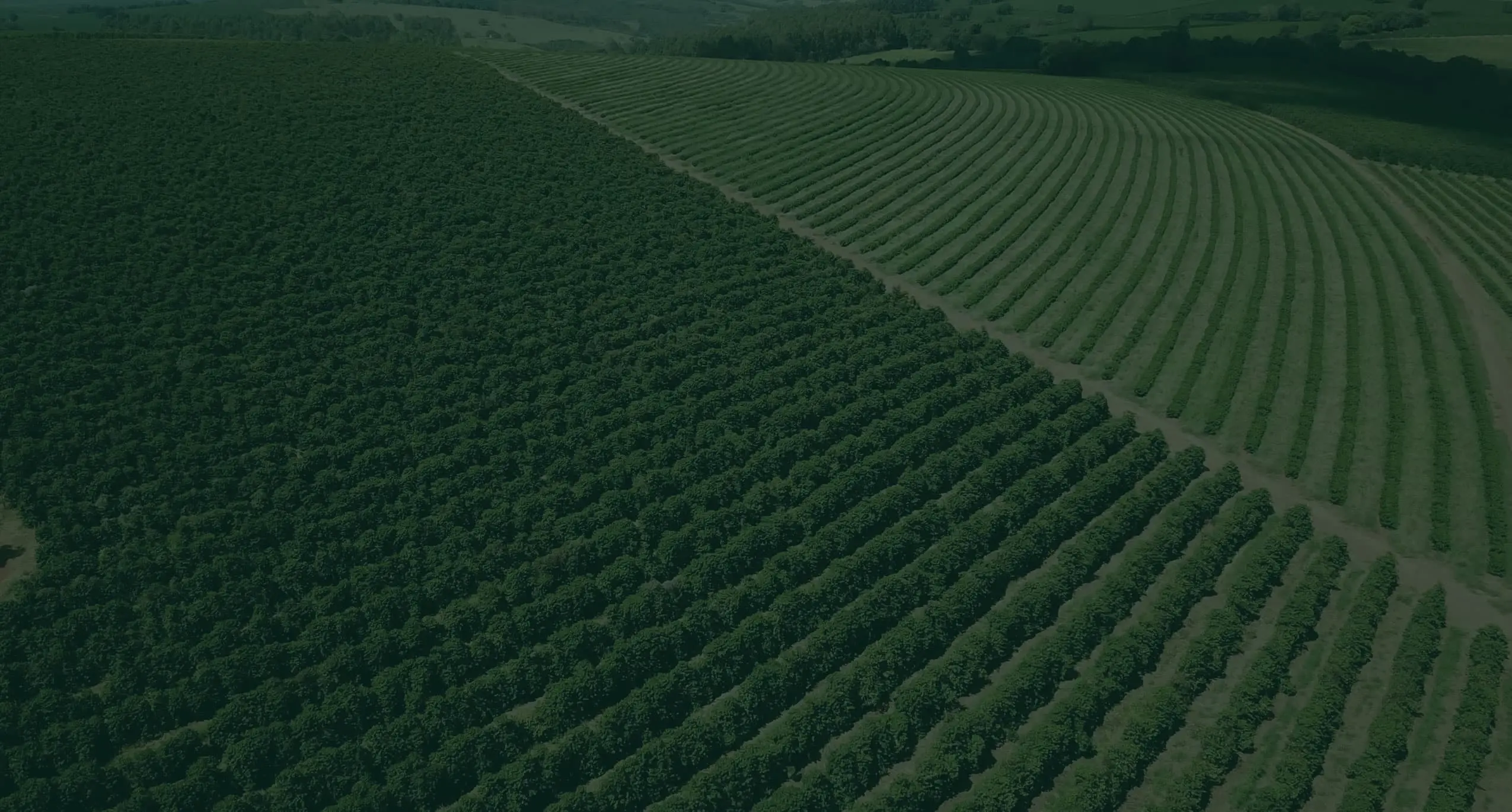 Planeje todas as atividades da sua safra em um click!