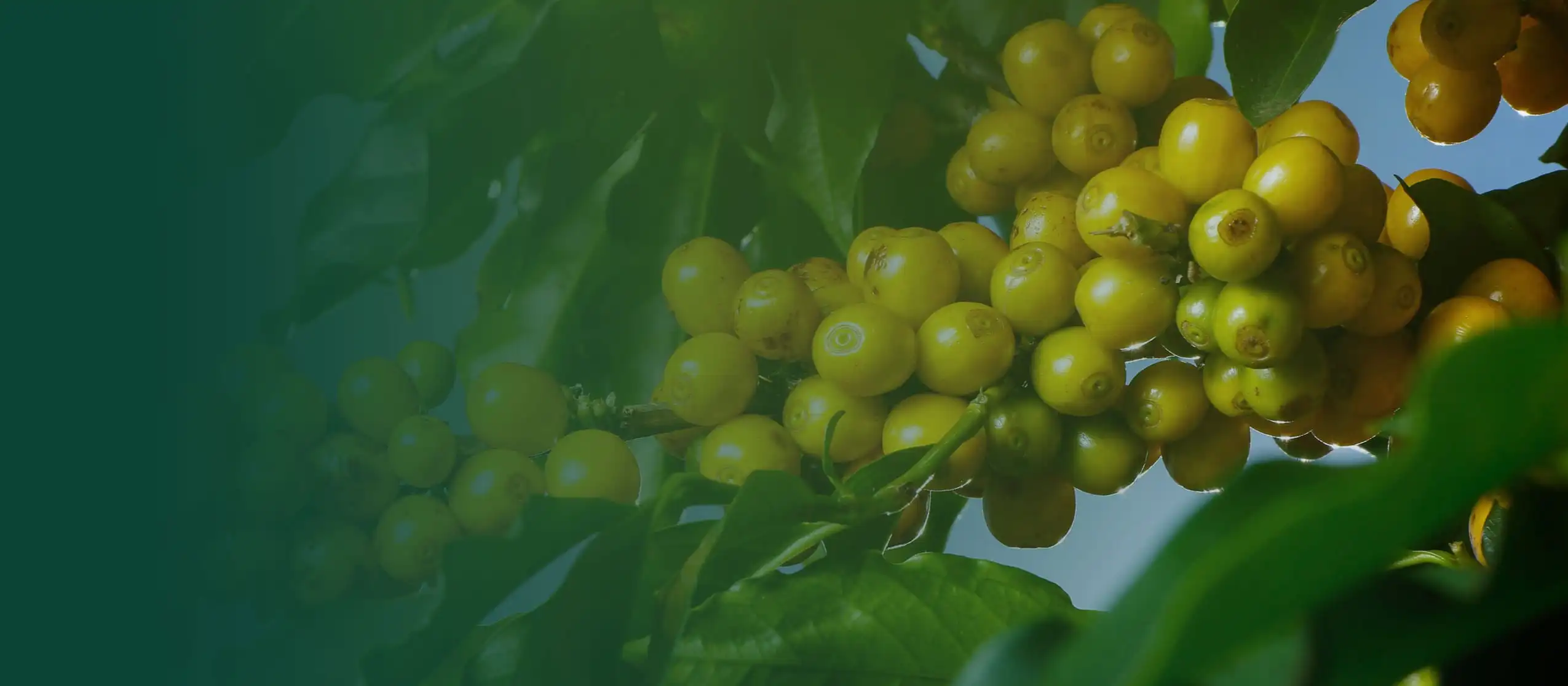 Produza mais gastando menos